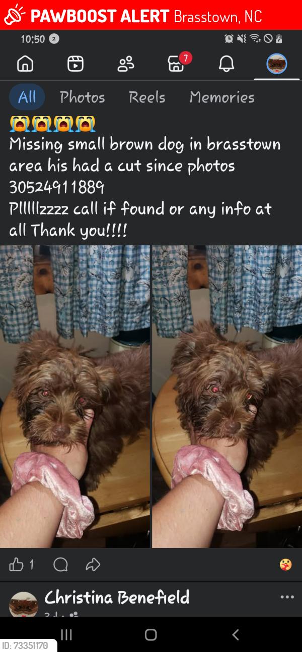 Lost Male Dog last seen , Brasstown, NC 28902