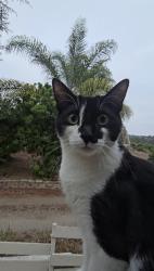 Lost Male Cat last seen Hibiscus ave Vista Ca, Vista, CA 92081