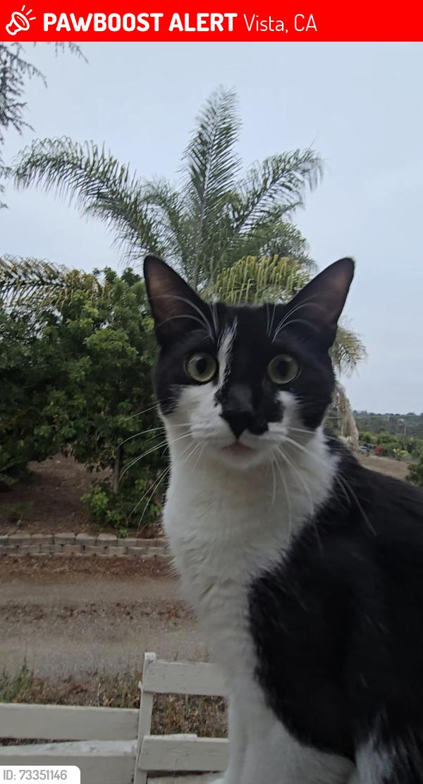 Lost Male Cat last seen Hibiscus ave Vista Ca, Vista, CA 92081