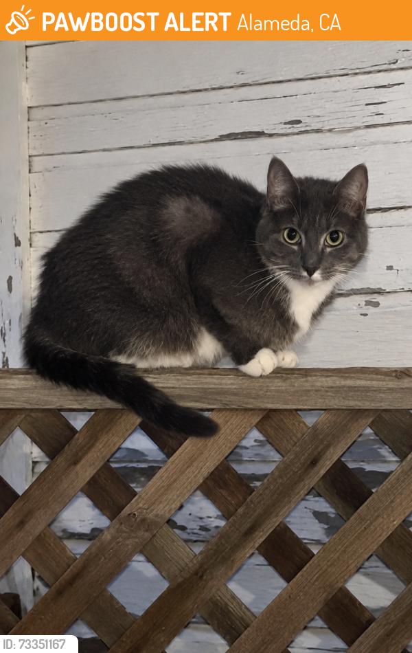 Found/Stray Unknown Cat last seen Third and Cypress, Alameda, CA 94501