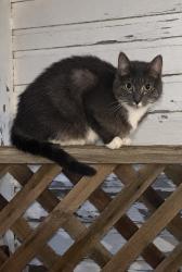 Found/Stray Unknown Cat last seen Third and Cypress, Alameda, CA 94501