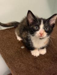 Shelter Stray Female Cat last seen Near Parsons St., Atlanta, GA, 1251 Fulton Industrial Blvd NW, Atlanta, GA 30336, USA