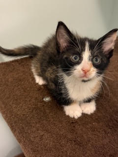 Shelter Stray Female Cat last seen Near Parsons St., Atlanta, GA, 1251 Fulton Industrial Blvd NW, Atlanta, GA 30336, USA