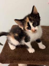 Shelter Stray Female Cat last seen Near Parsons St., Atlanta, GA, 1251 Fulton Industrial Blvd NW, Atlanta, GA 30336, USA