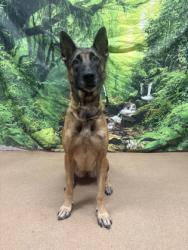Shelter Stray Female Dog last seen Near Tucker Drive, 29684, Anderson County, SC, 1320 US-29, Anderson, SC 29626, USA