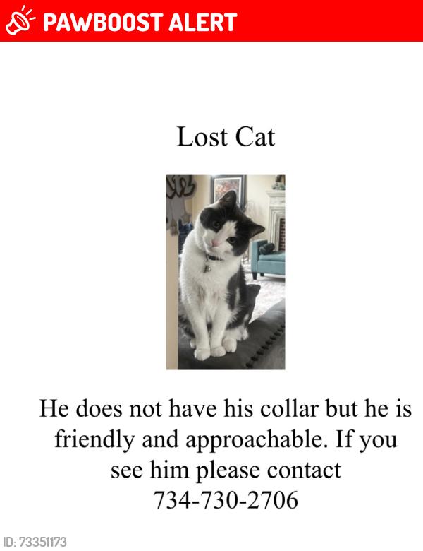 Lost Male Cat last seen Beck and warren, Canton Township, MI 48187