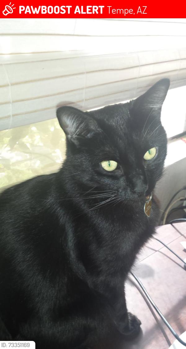 Lost Male Cat last seen Southern Avenue and Roosevelt, Tempe, AZ 85282