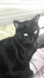 Lost Male Cat last seen Southern Avenue and Roosevelt, Tempe, AZ 85282