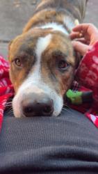 Lost Male Dog last seen Near Mildred st concord ca, Concord, CA 94520
