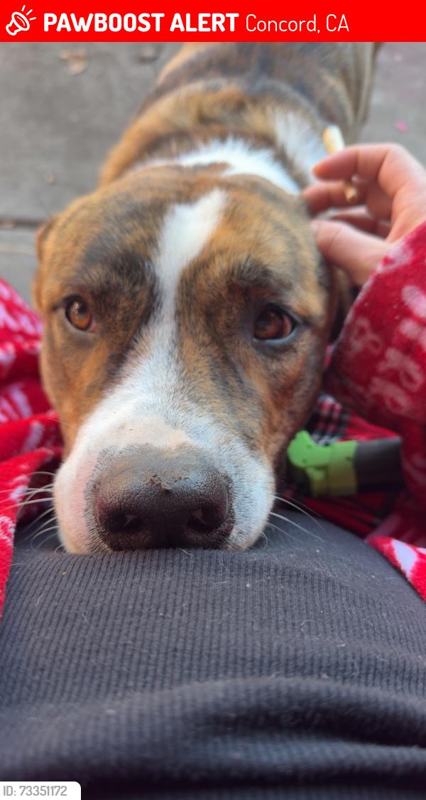 Lost Male Dog last seen Near Mildred st concord ca, Concord, CA 94520