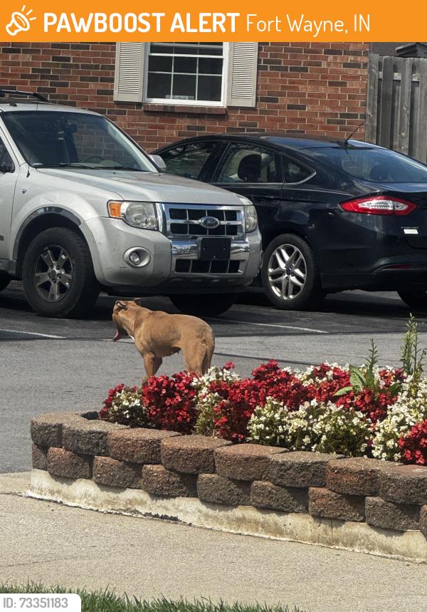 Found/Stray Unknown Dog last seen Arbor lakes apmts, Fort Wayne, IN 46815