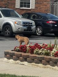 Found/Stray Unknown Dog last seen Arbor lakes apmts, Fort Wayne, IN 46815