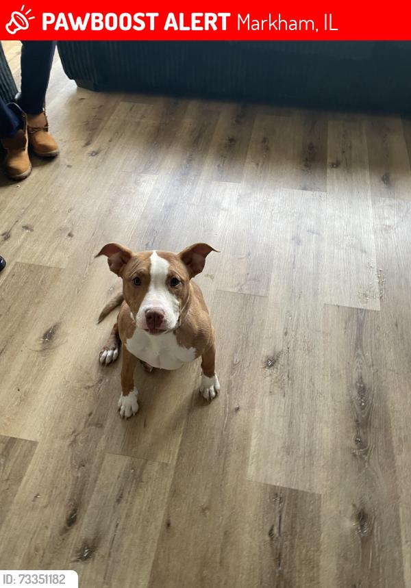 Lost Female Dog last seen Markham, Markham, IL 60428