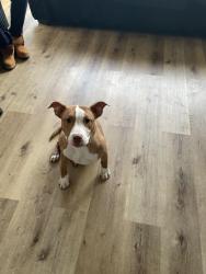 Lost Female Dog last seen Markham, Markham, IL 60428