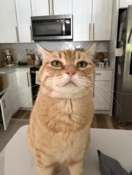 Lost Female Cat last seen Great neck rd, Virginia Beach, VA 23454