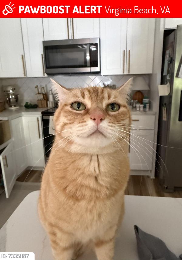 Lost Female Cat last seen Great neck rd, Virginia Beach, VA 23454