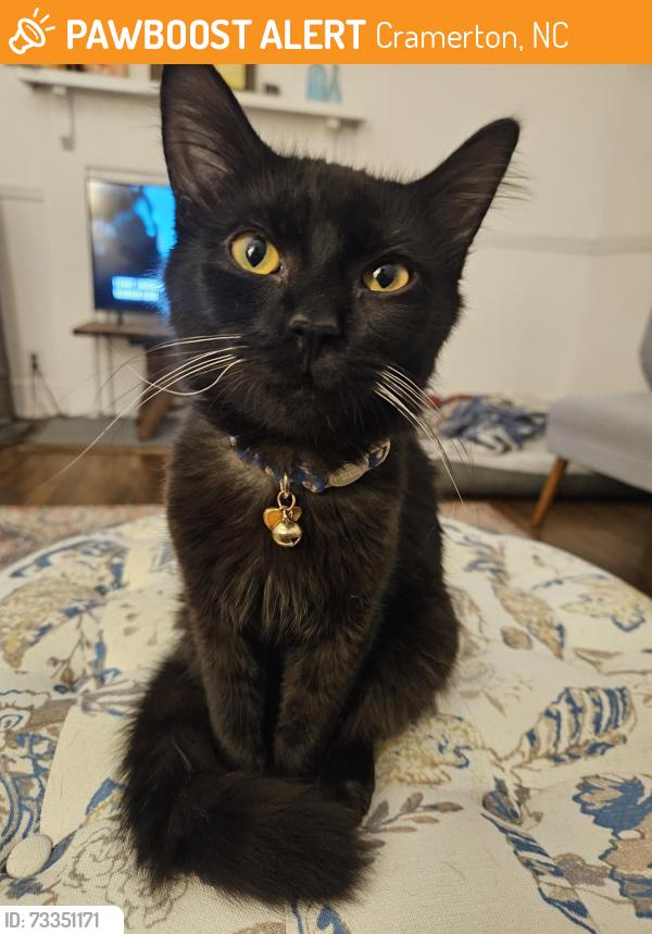 Found/Stray Male Cat last seen 11th St Cramerton NC & Rec Ctr, Cramerton, NC 28032