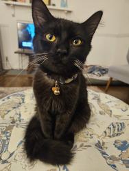 Found/Stray Male Cat last seen 11th St Cramerton NC & Rec Ctr, Cramerton, NC 28032