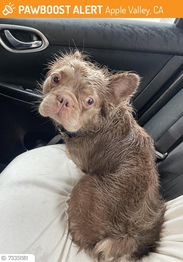 Found/Stray Male Dog last seen Outer Hwy 18 and Pohez Rd, Apple Valley, CA 92307