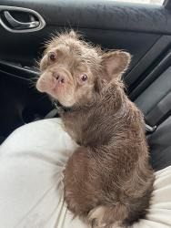 Found/Stray Male Dog last seen Outer Hwy 18 and Pohez Rd, Apple Valley, CA 92307
