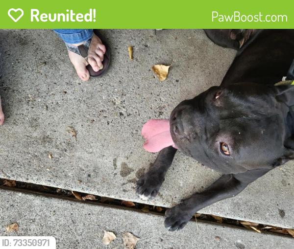 Reunited Male Dog last seen Maryland Avenue and Westminster Street, Saint Paul, MN 55130