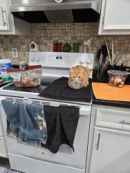 Reunited Male Cat last seen Southrun road springfield VA, Newington Forest, VA 22153