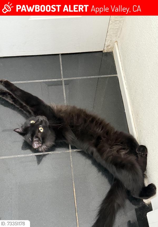 Lost Female Cat last seen navajo rd & Ocotillo Rd, Apple Valley, CA 92308