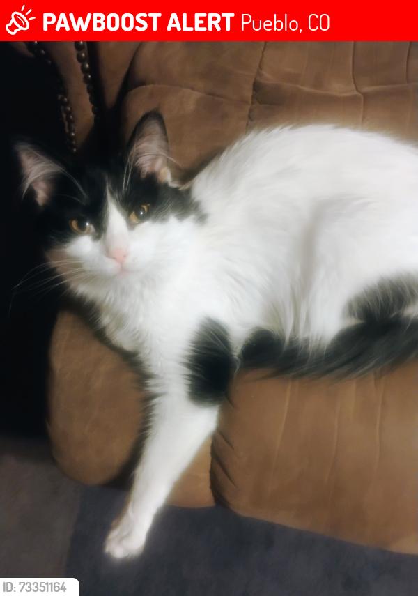 Lost Female Cat last seen Starling Dr. / Portland, Pueblo, CO 81005