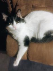 Lost Female Cat last seen Starling Dr. / Portland, Pueblo, CO 81005