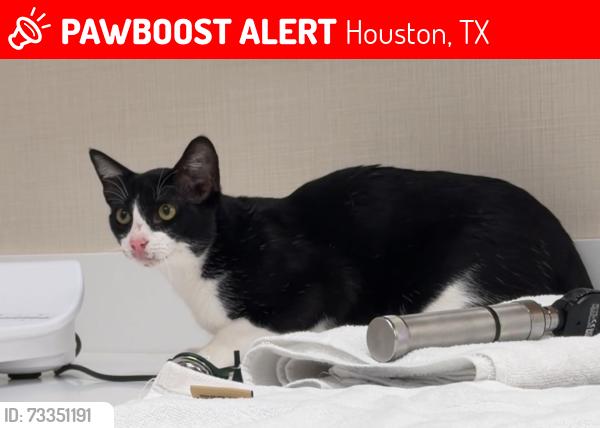 Lost Male Cat last seen Cullen Blvd, Houston, TX 77051