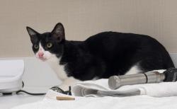 Lost Male Cat last seen Cullen Blvd, Houston, TX 77051