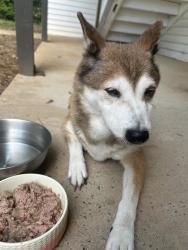 Found/Stray Female Dog last seen Albemarle rd around Creekside Canopy apmts, Charlotte, NC 28212
