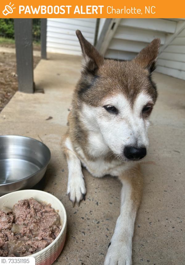 Found/Stray Female Dog last seen Albemarle rd around Creekside Canopy apmts, Charlotte, NC 28212