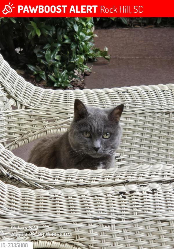 Lost Female Cat last seen Scarlett Oak Drive and Rawlinson Road, Rock Hill, SC 29732