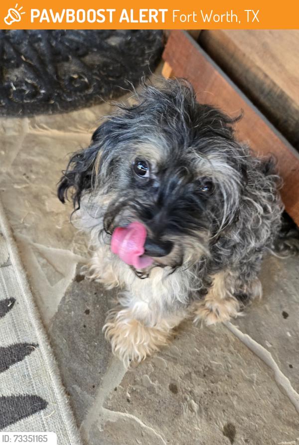 Found/Stray Male Dog last seen Brewer Blvd and W. Risinger Road, Fort Worth, TX 76123