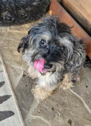 Found/Stray Male Dog last seen Brewer Blvd and W. Risinger Road, Fort Worth, TX 76123