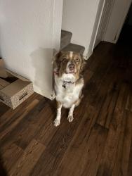 Lost Female Dog last seen Near birch drive, Oceanside, CA 92058