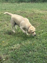 Reunited Unknown Dog last seen Namozine Rd, Amelia County, VA 23002