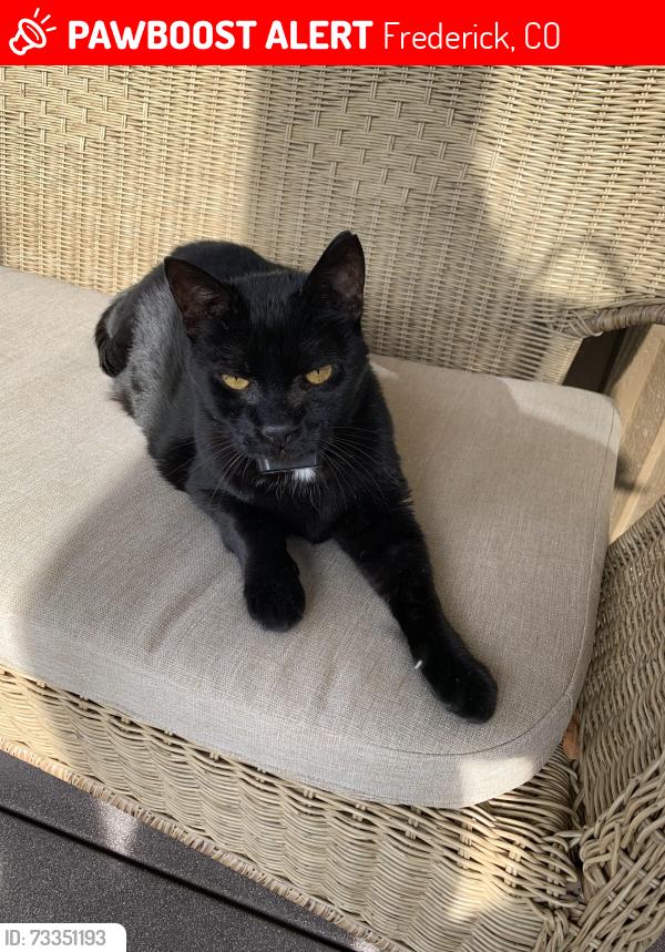 Lost Male Cat last seen Ridgeway and tipple, Frederick, CO 80530