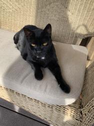 Lost Male Cat last seen Ridgeway and tipple, Frederick, CO 80530