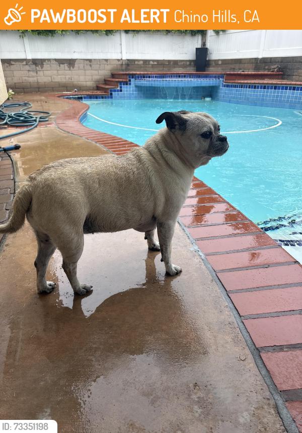 Found/Stray Female Dog last seen Harkins Theatre on Chino, Chino Hills, CA 91709