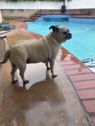 Found/Stray Female Dog last seen Harkins Theatre on Chino, Chino Hills, CA 91709