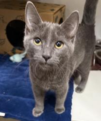 Shelter Stray Male Cat last seen airport, OR, 1700 W Historic Columbia River Hwy, Troutdale, OR 97060, USA