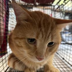 Shelter Stray Unknown Cat last seen Near 27th Street, DES MOINES, IA, 50312, Des Moines, IA 50313