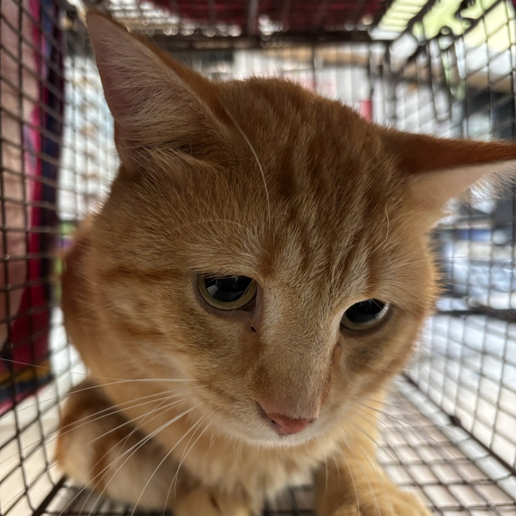 Shelter Stray Unknown Cat last seen Near 27th Street, DES MOINES, IA, 50312, Des Moines, IA 50313
