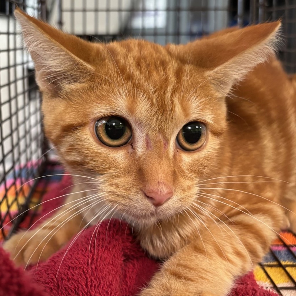 Shelter Stray Unknown Cat last seen Near 27th Street, DES MOINES, IA, 50312, Des Moines, IA 50313