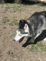 Reunited Unknown Dog last seen Carrol and Russell, Thornton, CO 80229