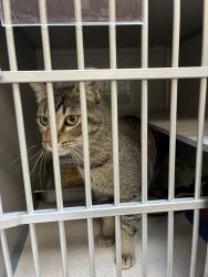 Shelter Stray Male Cat last seen Near S 9050 W, Magna Township, UT, 84044, 511 W 3900 S, Salt Lake City, UT 84123, USA