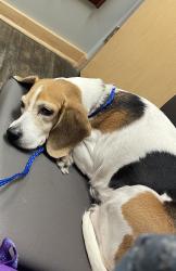 Reunited Female Dog last seen Near site 234 going into the woods, Foster, RI 02825