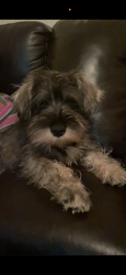 Lost Male Dog last seen Near Hendricks elementary school, McAllen, TX 78504